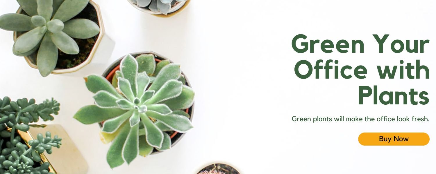 Green Your Office with plats